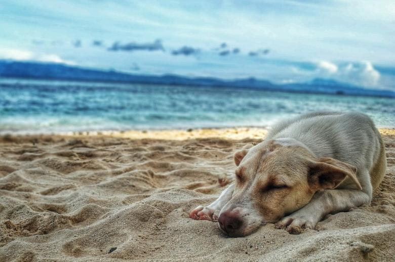 Pies leży na plaży