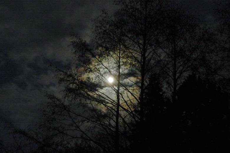 Zdjęcie księżyca nad ciemnym lasem 