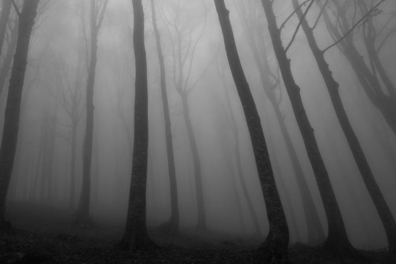 Drzewa w lesie we mgle 