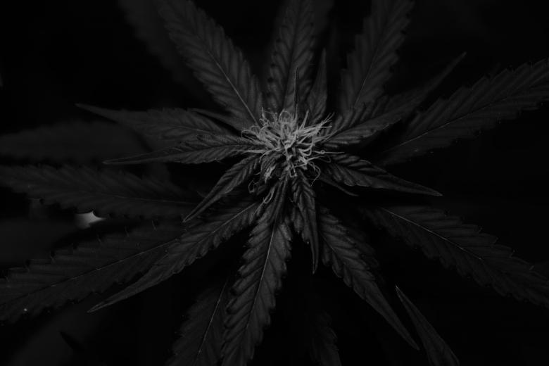 Zdjęcie rośliny, z której wyrabiany jest narkotyk