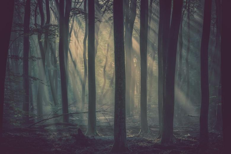 Mglisty poranek w mrocznym lesie, między drzewami widoczne delikatne promienie słońca