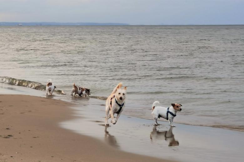 kilka psów biega po nadmorskiej plaży