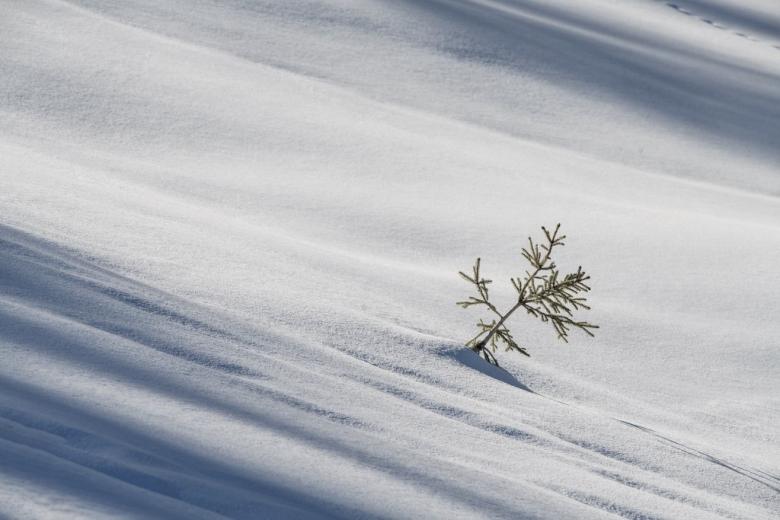 małe drzewko wystające ze śniegu