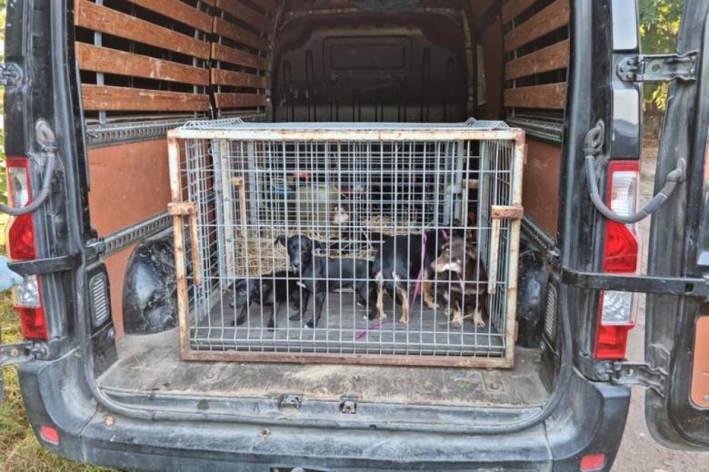 kilka małych psów w klatce w małej ciężarówce 