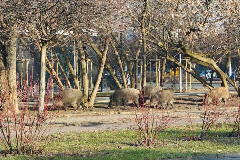 kilka dzików w przestrzeni miejskiej z huśtawkami