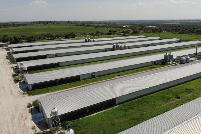 Zdjęcie lotnicze kilku dużych zabudowań przemysłu drobiarskiego stojących na łące