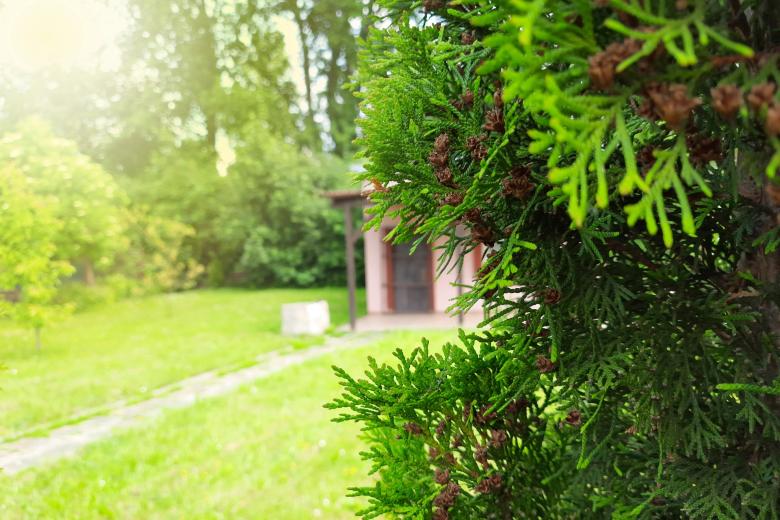 Mały domek stojący na działce otoczony zadbanym trawnikiem i krzewami