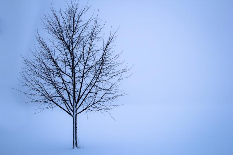zdjęcie samotnego drzewa w zimie