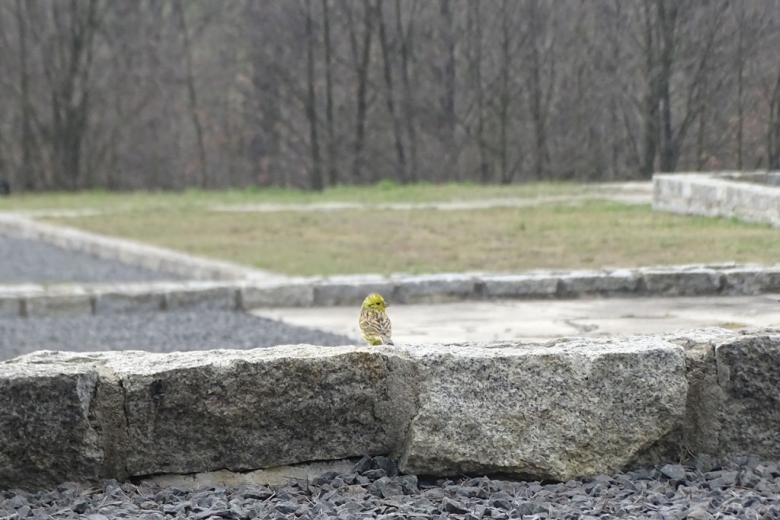 Żólty ptak na kamiennych fundamentach