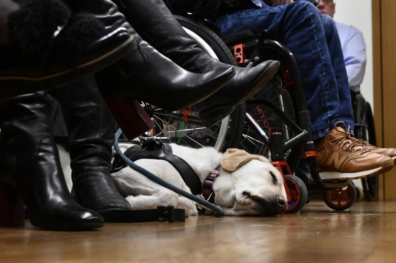 Śpiący pies asystujący, leży miedzy nogami i kołami wózków inwalidzkich