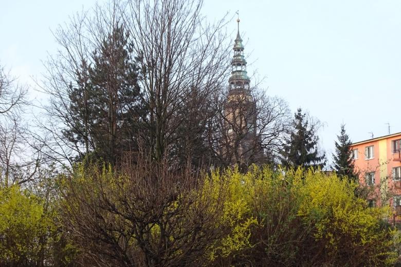 Wieża kościelna i kwitnące żółte forsycje