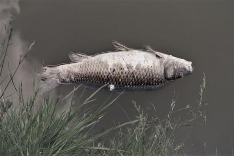 Martwa ryba unosząca się w rzece brzuchem do góry