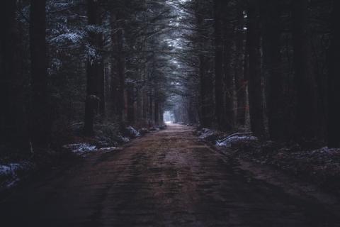 droga gruntowa prowadząca przez ciemny las 