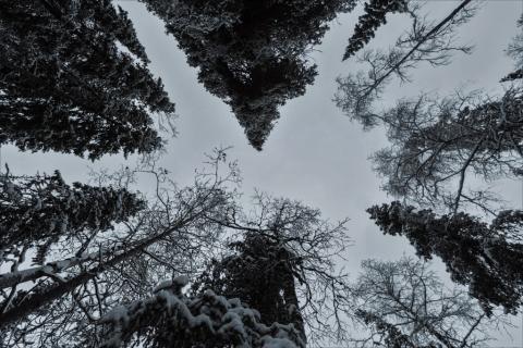 drzewa w zimowym lesie widziane od dołu