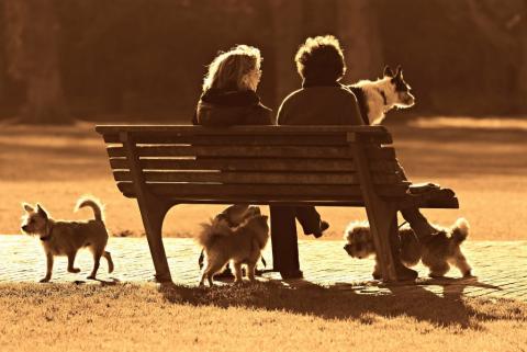 ludzie z kilkoma psami siedzą na ławce w parku