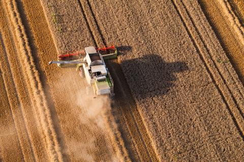 Kombajn zbożowy zbierający zboże z pola uprawnego