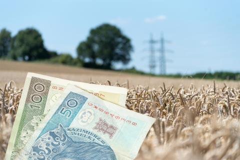 Banknoty 100 i 50-złotowe na tle pola uprawnego, na którym rośnie zboże