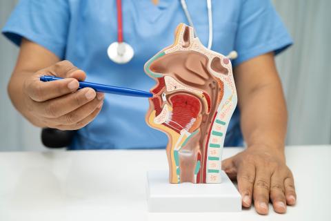 Mężczyzna w fartuchu i ze stetoskopem zawieszonym na szyi wskazuje na model anatomiczny przełyku