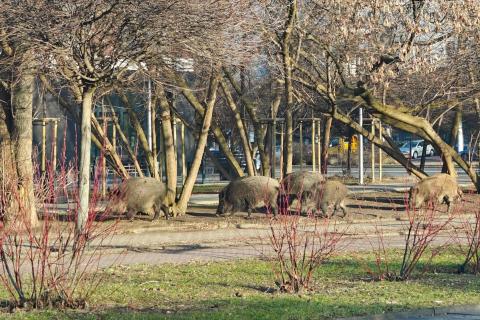 kilka dzików w przestrzeni miejskiej z huśtawkami