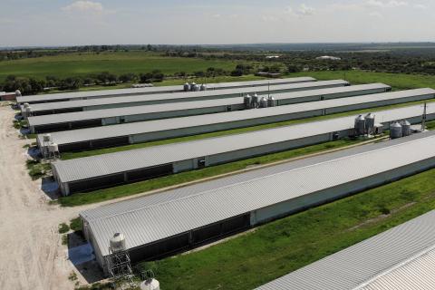 Zdjęcie lotnicze kilku dużych zabudowań przemysłu drobiarskiego stojących na łące