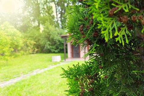 Mały domek stojący na działce otoczony zadbanym trawnikiem i krzewami