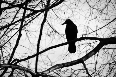 Czarny ptak na bezlistnym drzewie