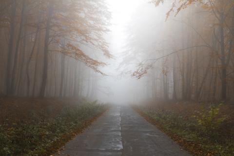 Droga przez las jesienią, we mgle