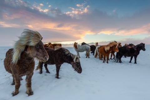 konie na Islandii