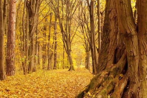 Park z jesiennymi, zlotymi drzewami