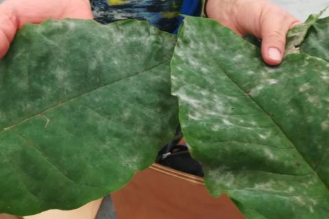 Dwa duże zielone liście pokryte szarym pyłem