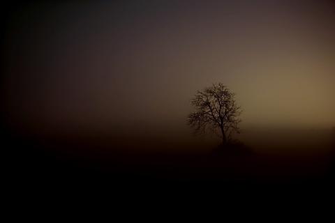 Drzewo w bardzo ciemnej, brązowej mgle