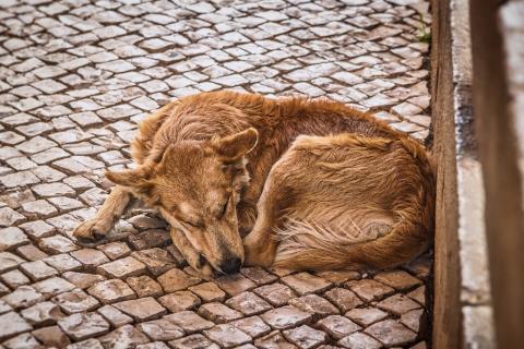 Pies śpiący na chodniku