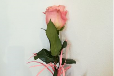 Róża z różową wstążeczką