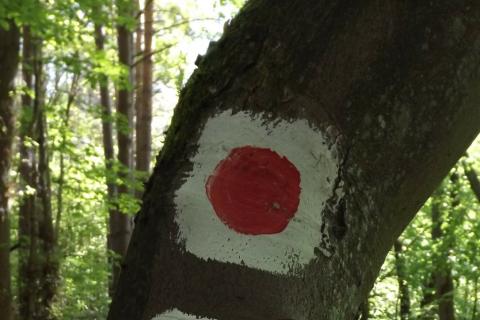 Drzewo ze znakiem szlaku turystycznego - czerwonego